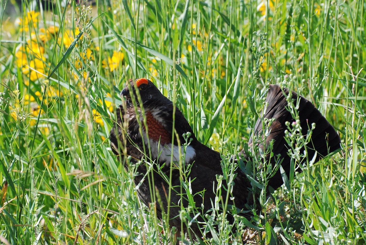 Dendrogapus obscurus